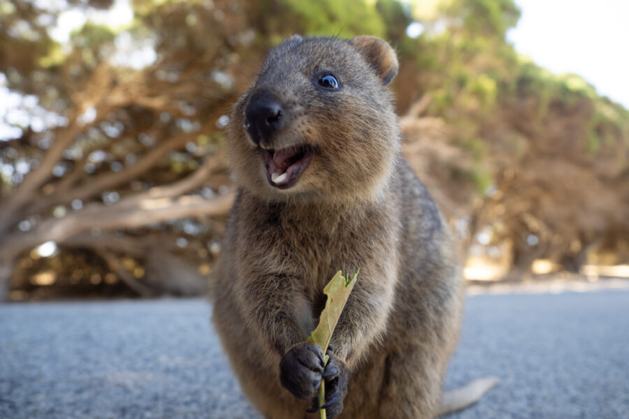 Unique Travel Experiences in Australia Image
