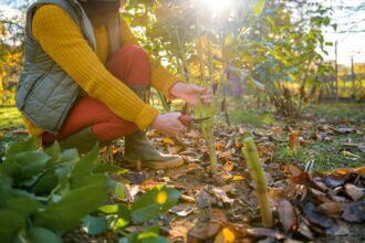 Winter Gardening Tips Image