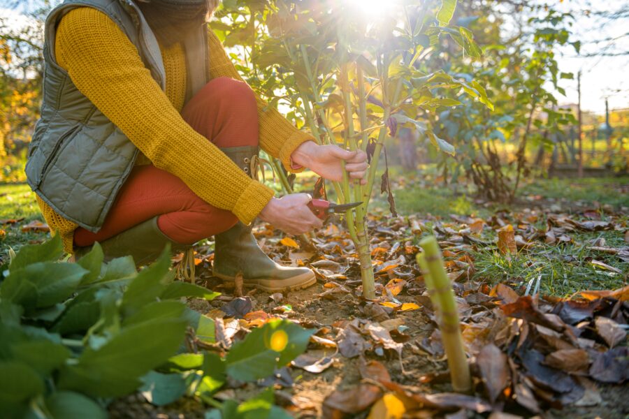 Winter Gardening Tips Image