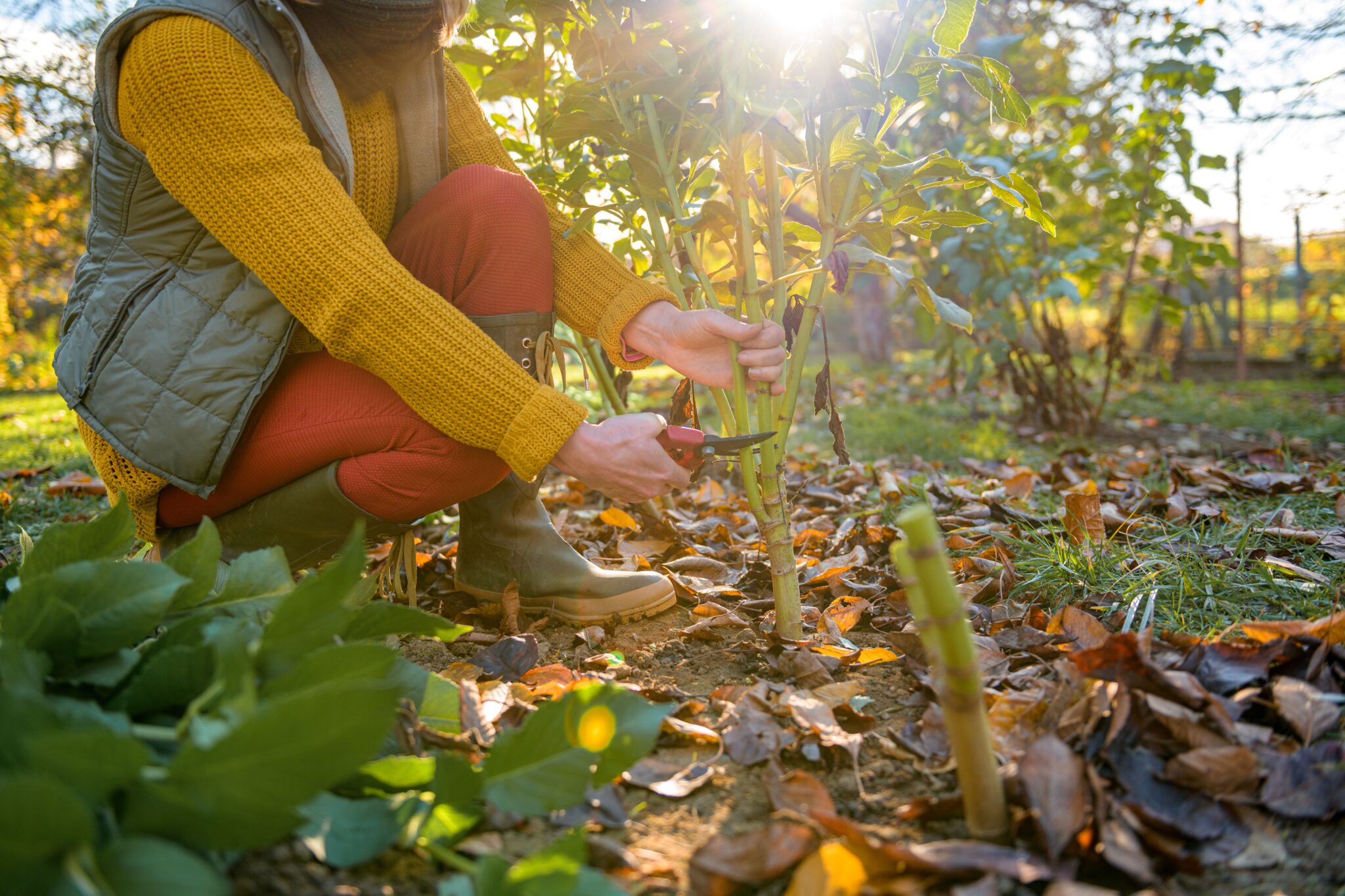Winter Gardening Tips Image