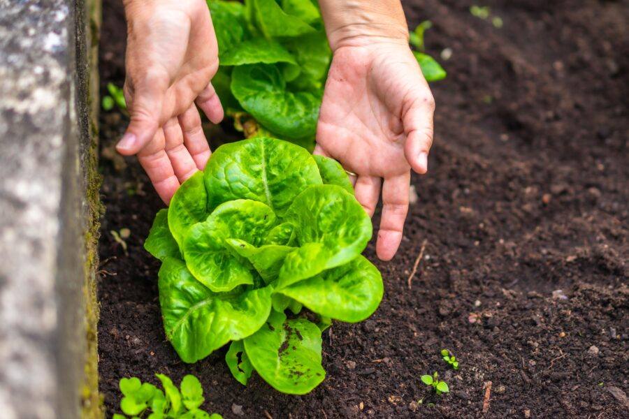 How to Start a Thriving Garden Image